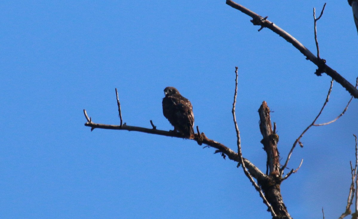 Red-tailed Hawk (Harlan's) - ML610454974