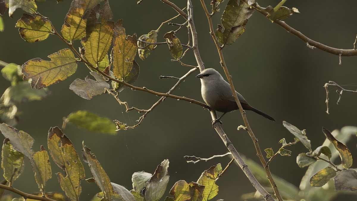 Cinderella Waxbill - Robert Tizard