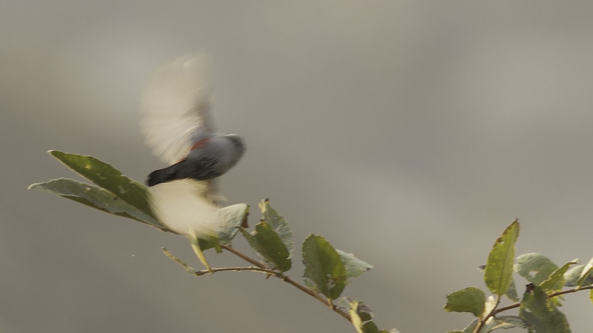 Cinderella Waxbill - Robert Tizard