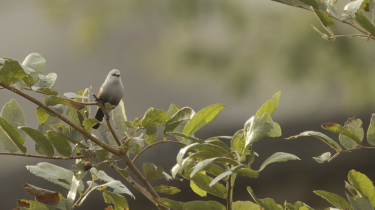 Cinderella Waxbill - ML610455026