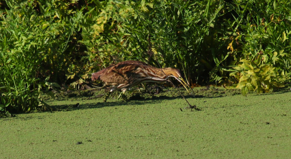 American Bittern - Nels Nelson