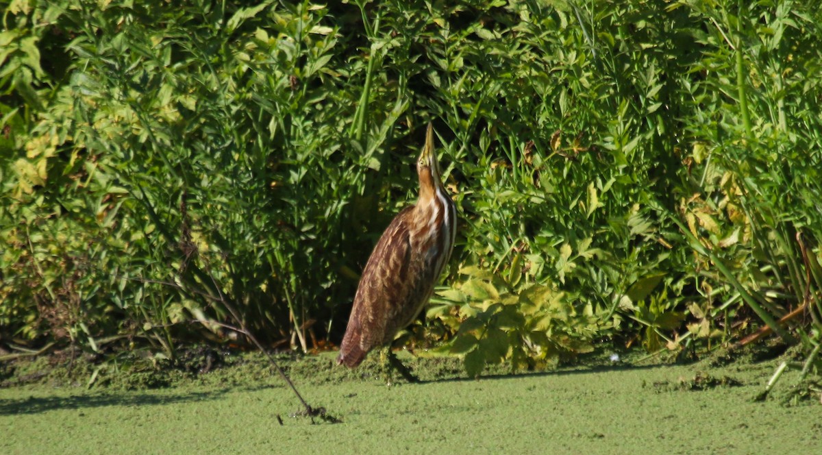 American Bittern - ML610455070