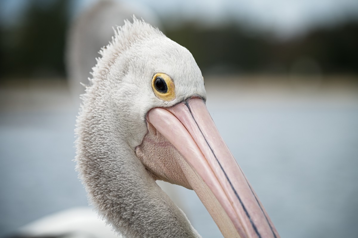 pelikán australský - ML610455105