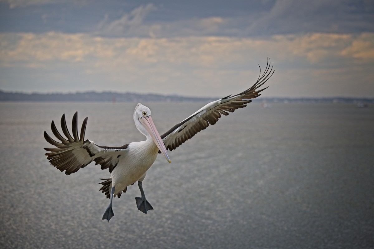 pelikán australský - ML610455108