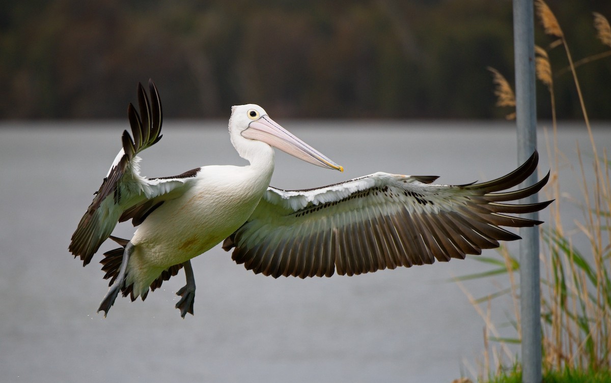 pelikán australský - ML610455109