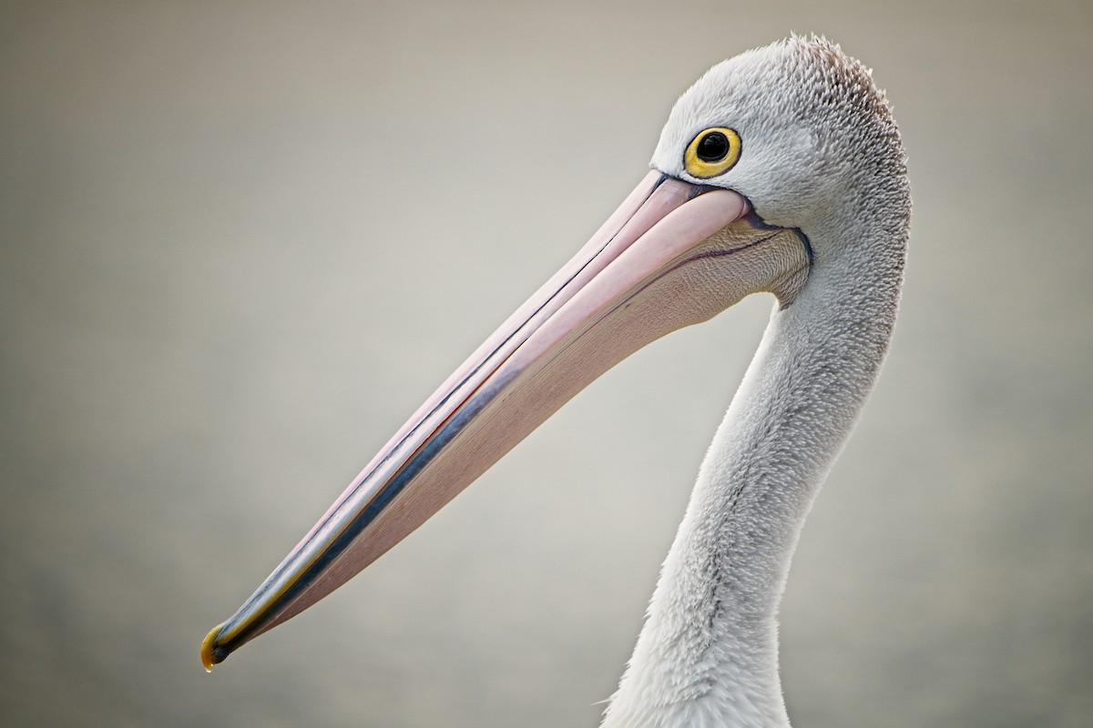 pelikán australský - ML610455110
