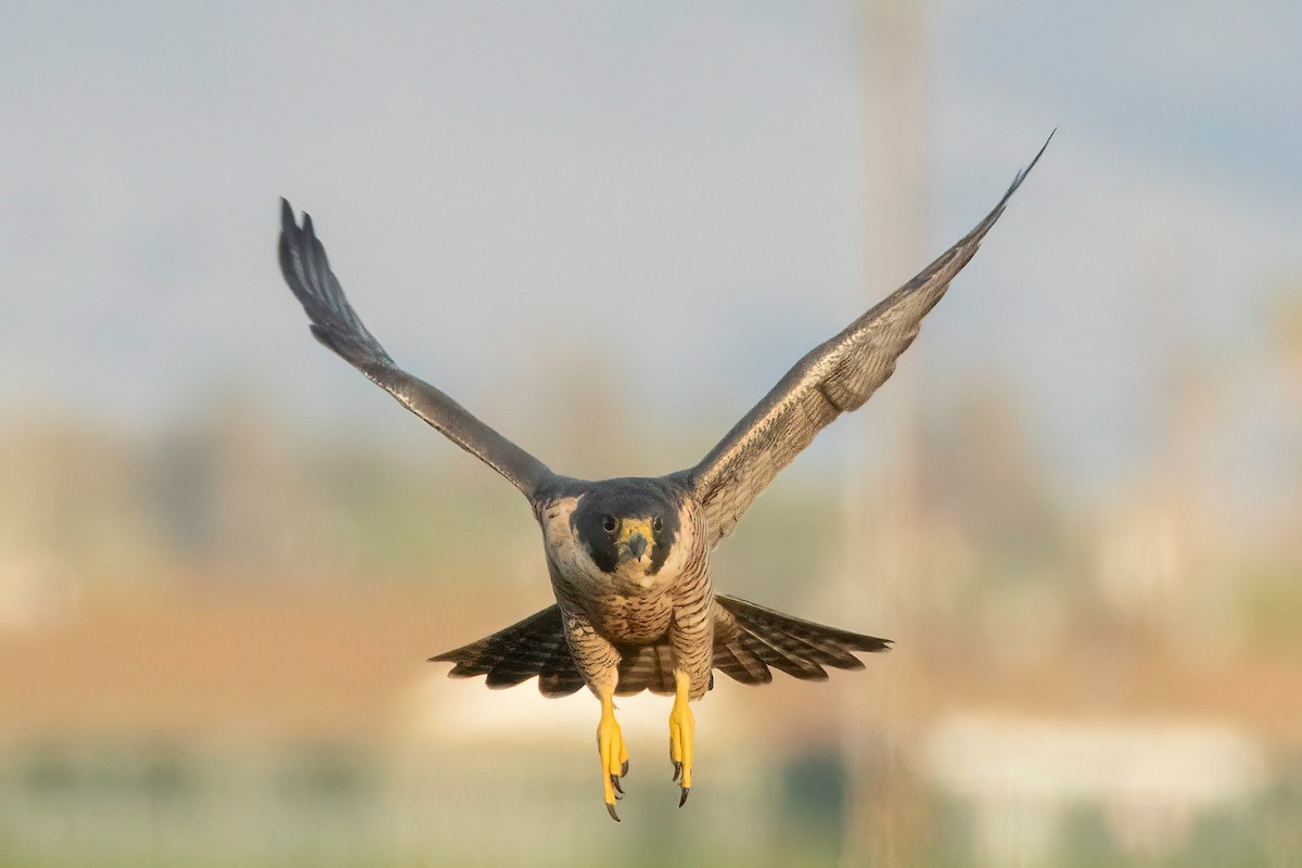 Peregrine Falcon - ML610455263