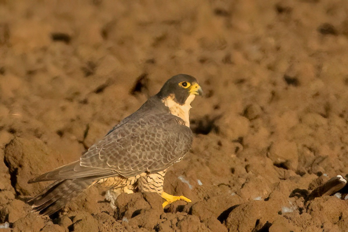 Peregrine Falcon - ML610455264