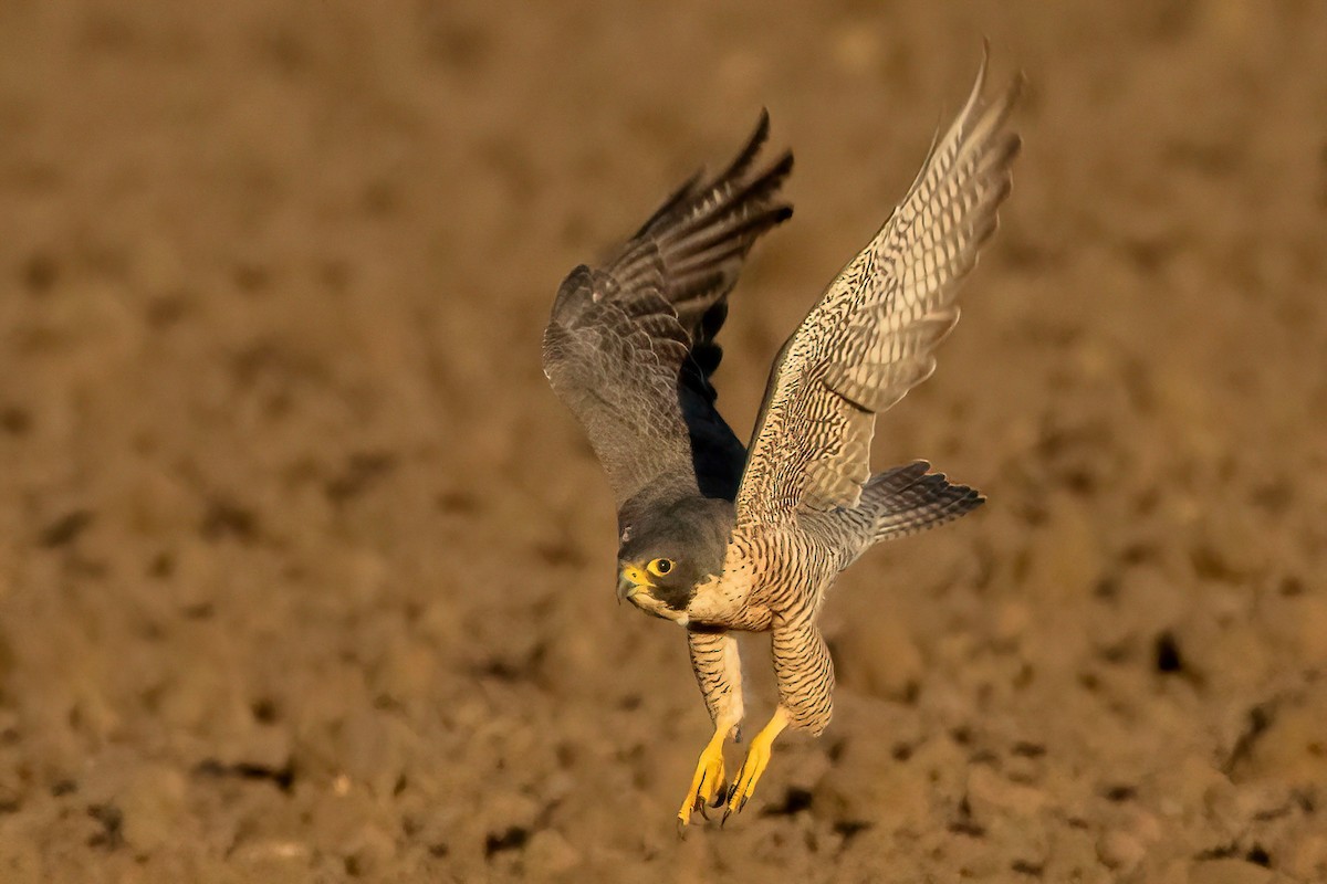 Peregrine Falcon - ML610455265