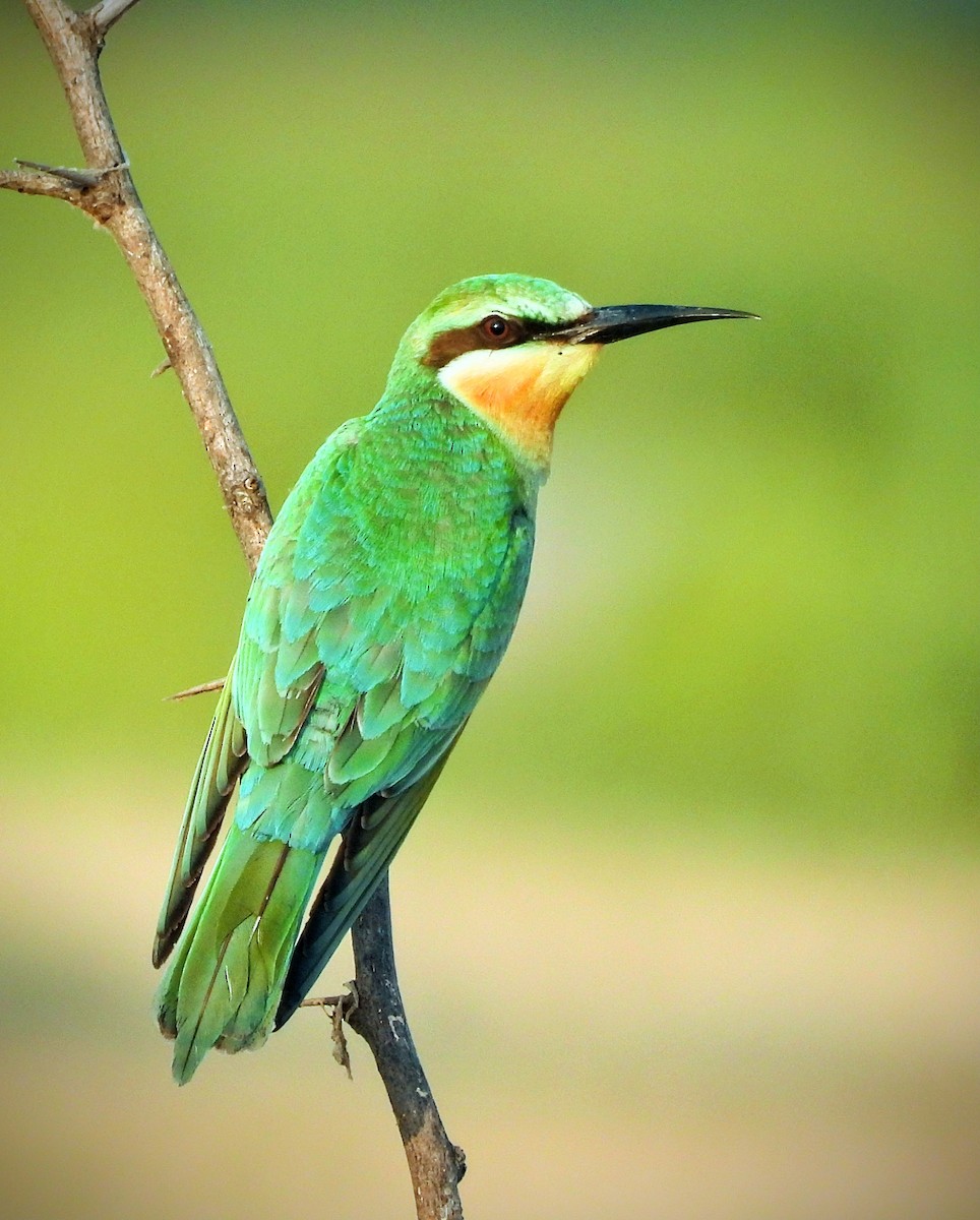 Blue-cheeked Bee-eater - Gani sama
