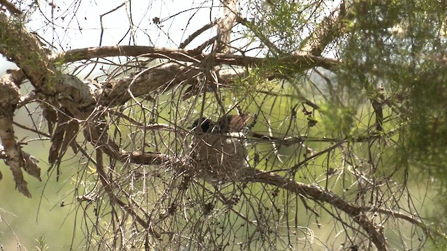 Willie-wagtail - ML610455321