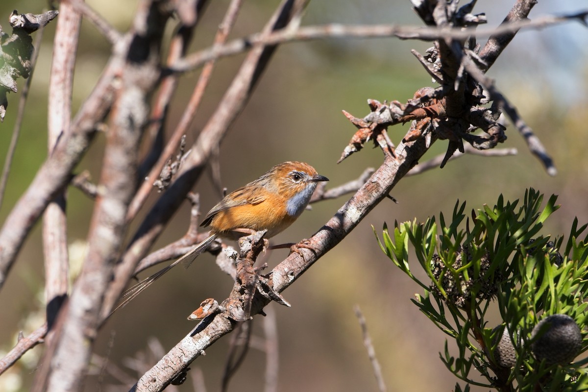 Southern Emuwren - ML610455369