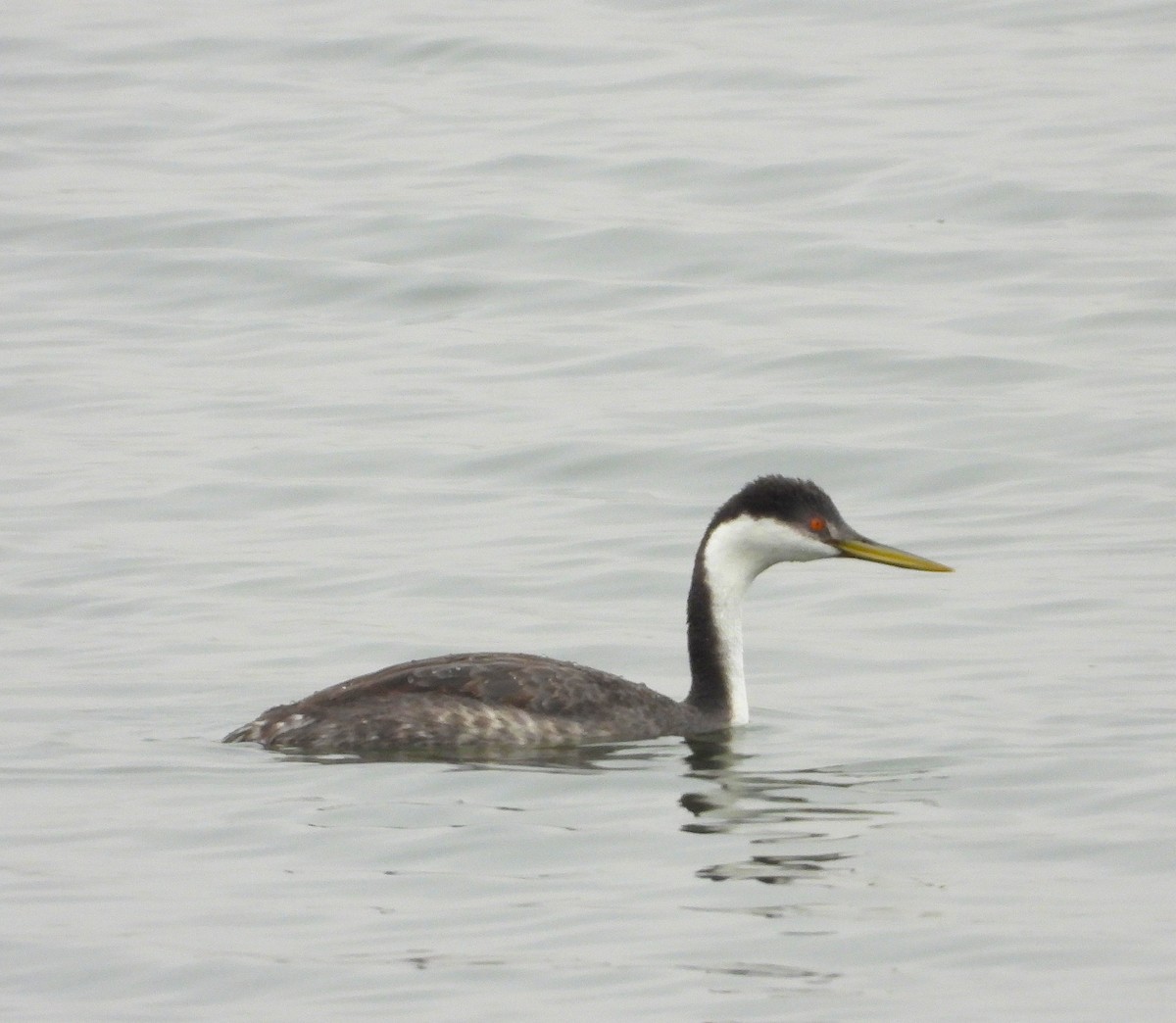 Western Grebe - ML610455396