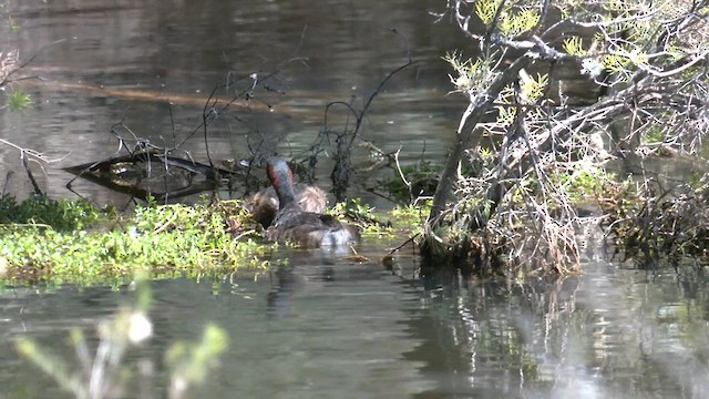 Australasian Grebe - ML610455552