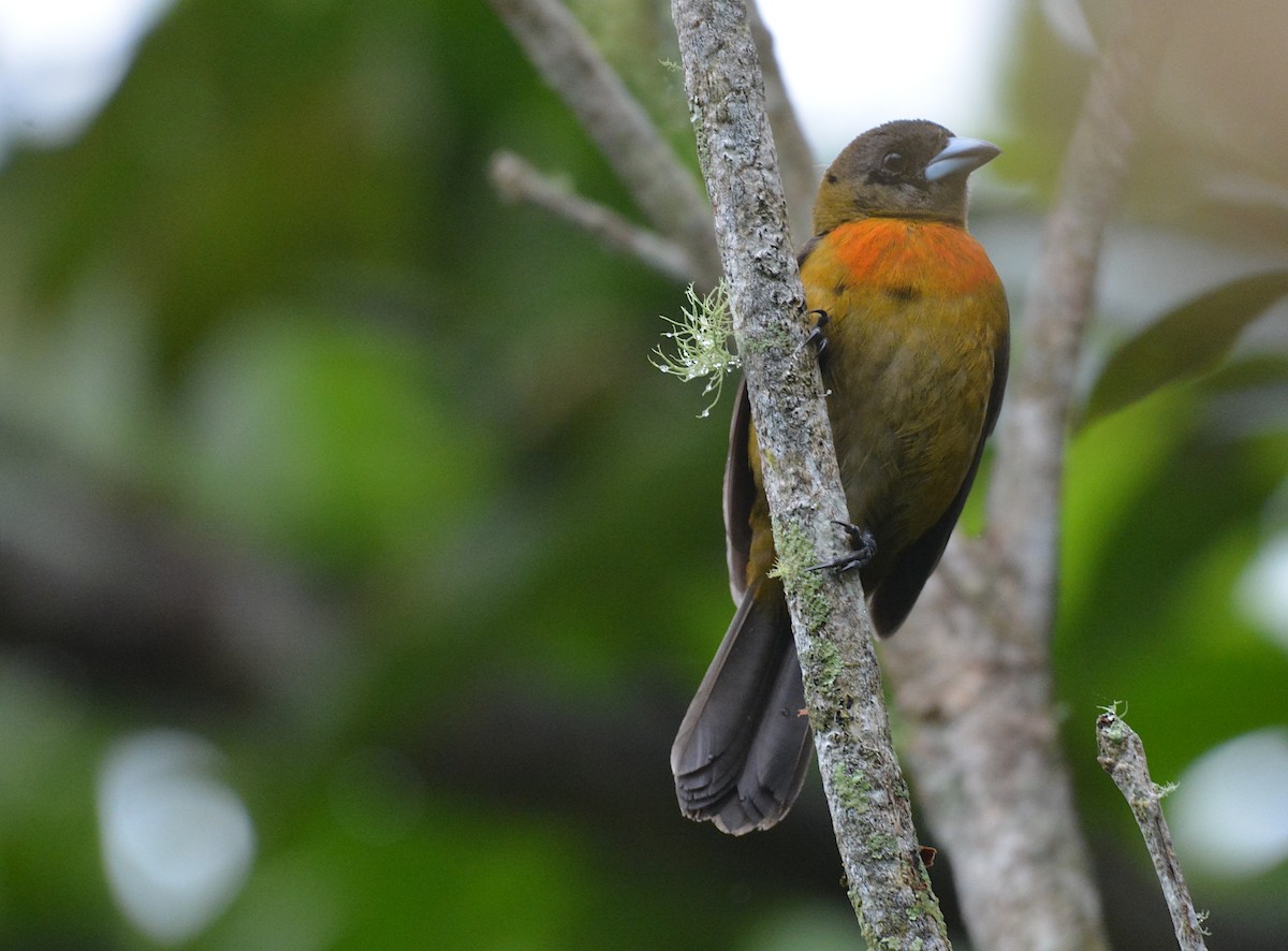 Scarlet-rumped Tanager - ML610455615