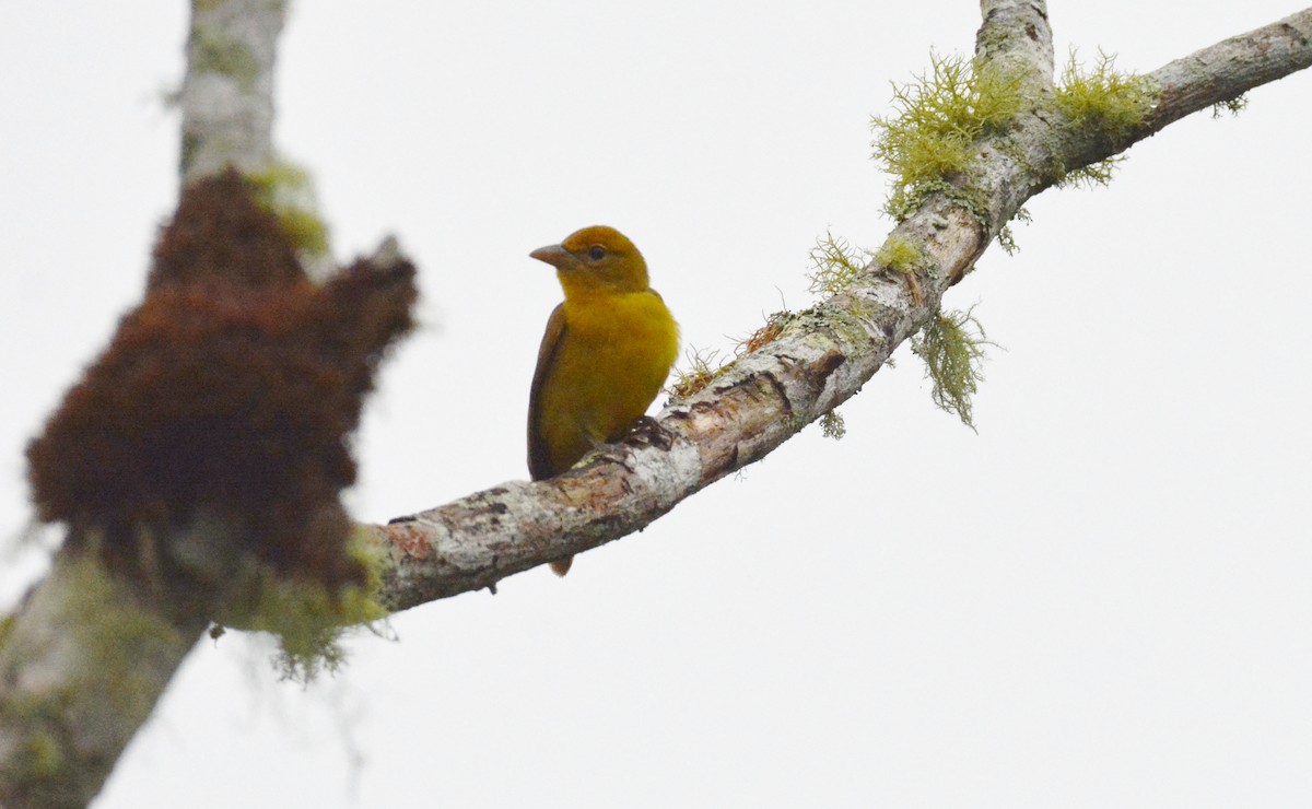 Summer Tanager - ML610455624