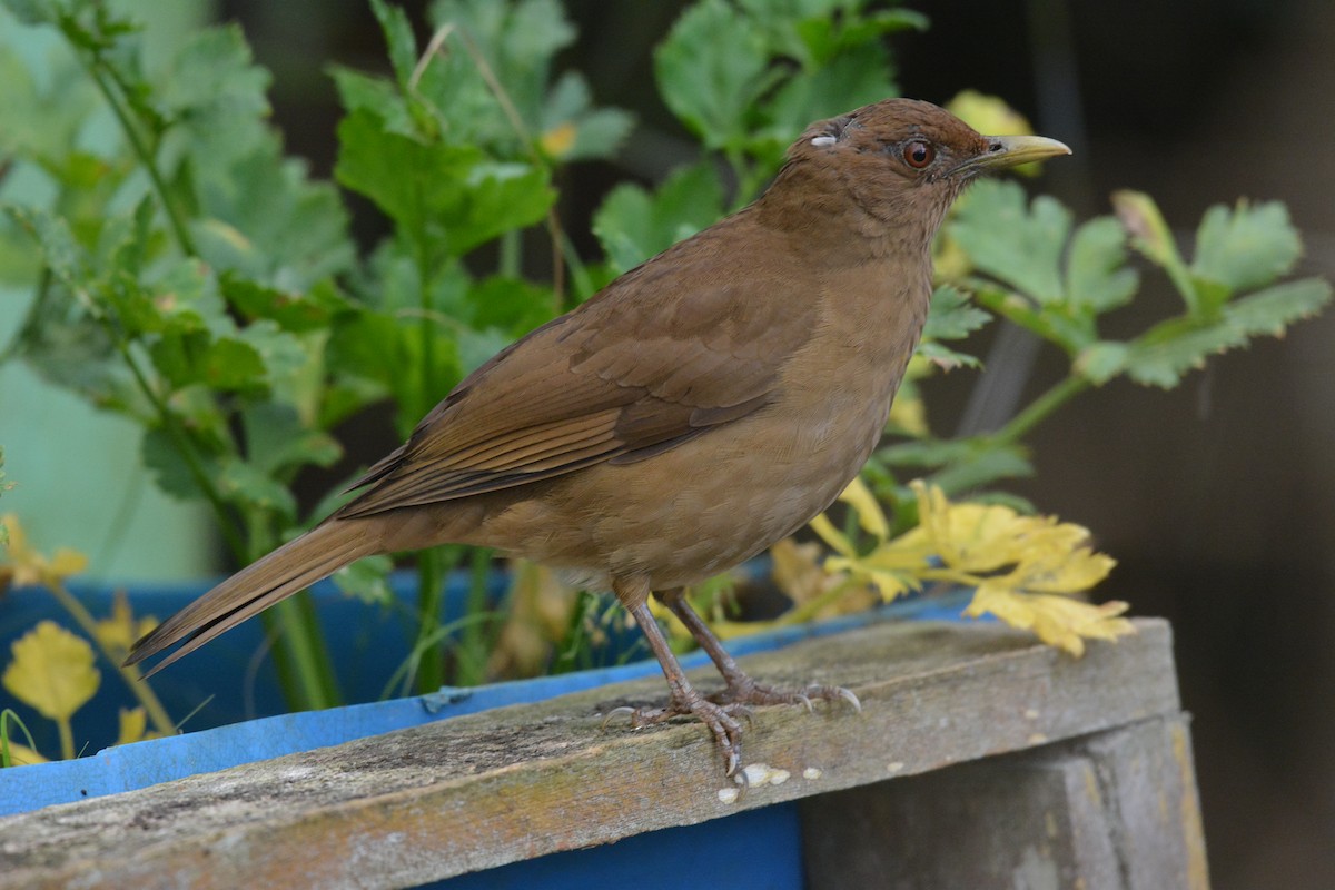 Clay-colored Thrush - ML610455658