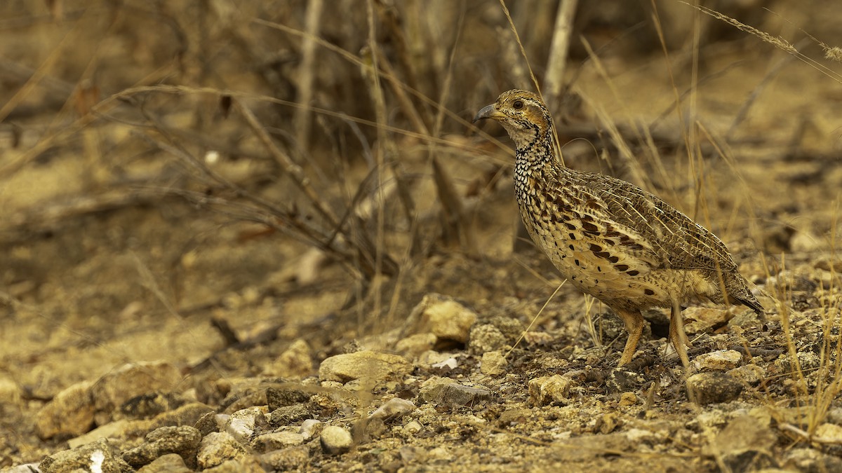 Orange River Francolin (Kunene) - ML610455675