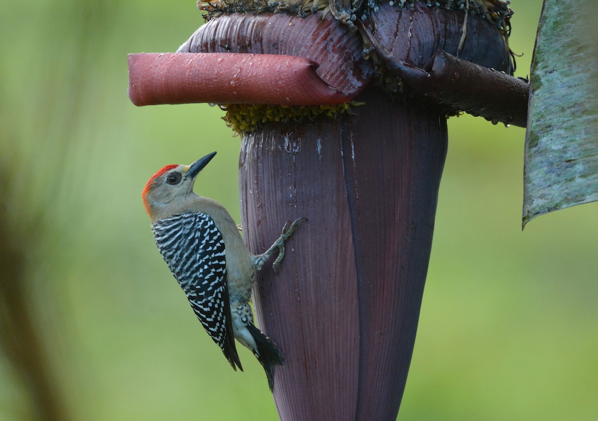 Red-crowned Woodpecker - ML610455740