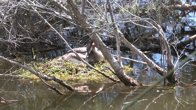 Great Crested Grebe - ML610455743