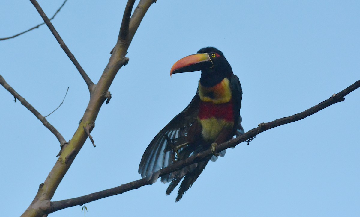 Fiery-billed Aracari - ML610455750