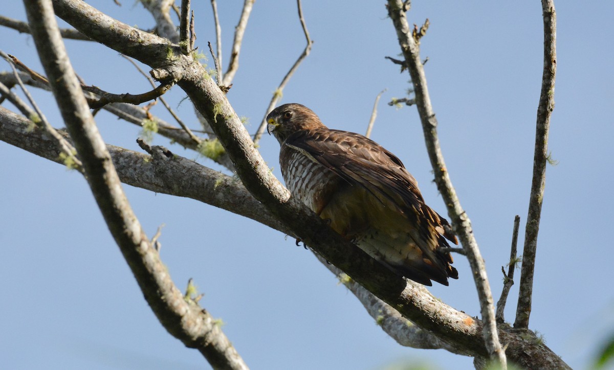 Broad-winged Hawk - ML610455756