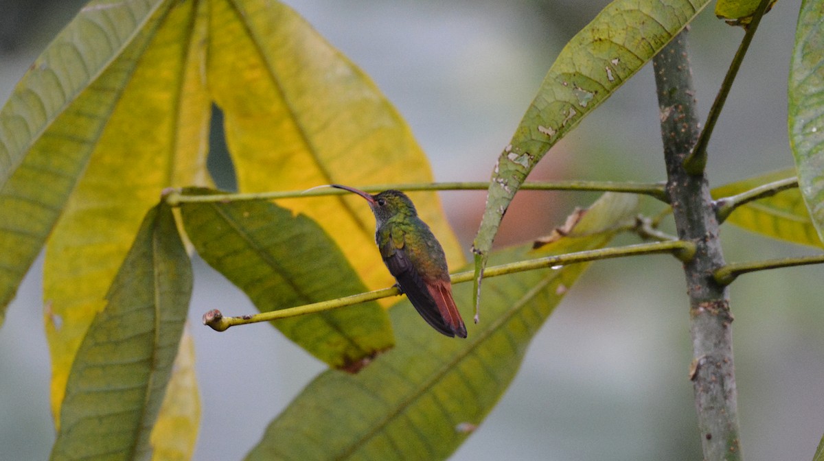 Rufous-tailed Hummingbird - ML610455770