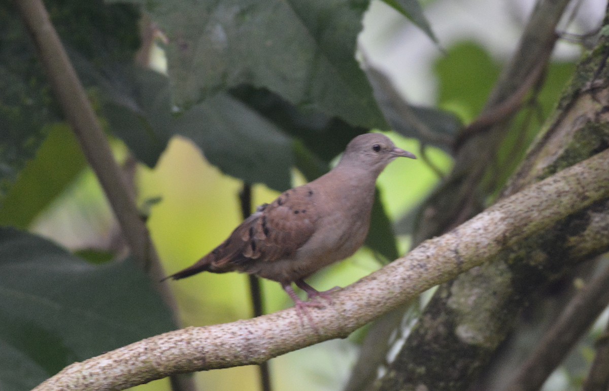 Ruddy Ground Dove - ML610455787