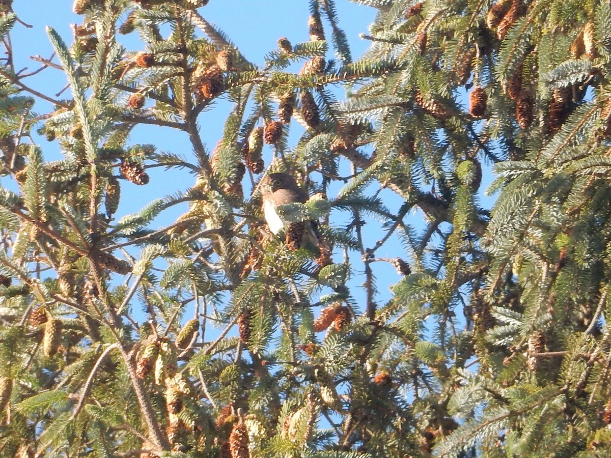 Northern Pygmy-Owl - ML610455804