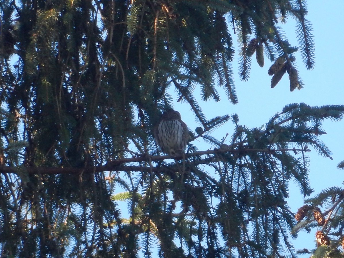 Northern Pygmy-Owl - ML610455805