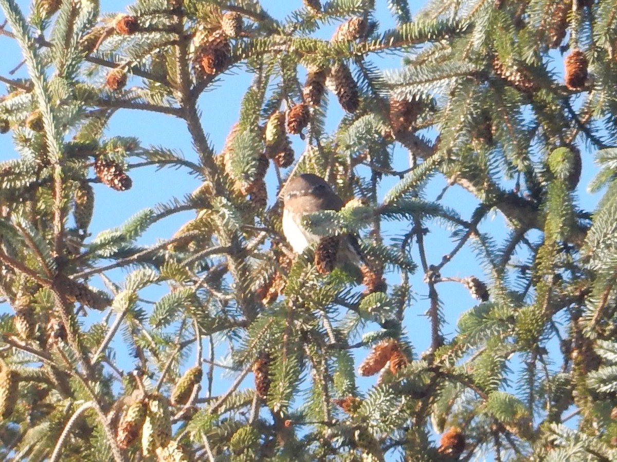 Northern Pygmy-Owl - ML610455806