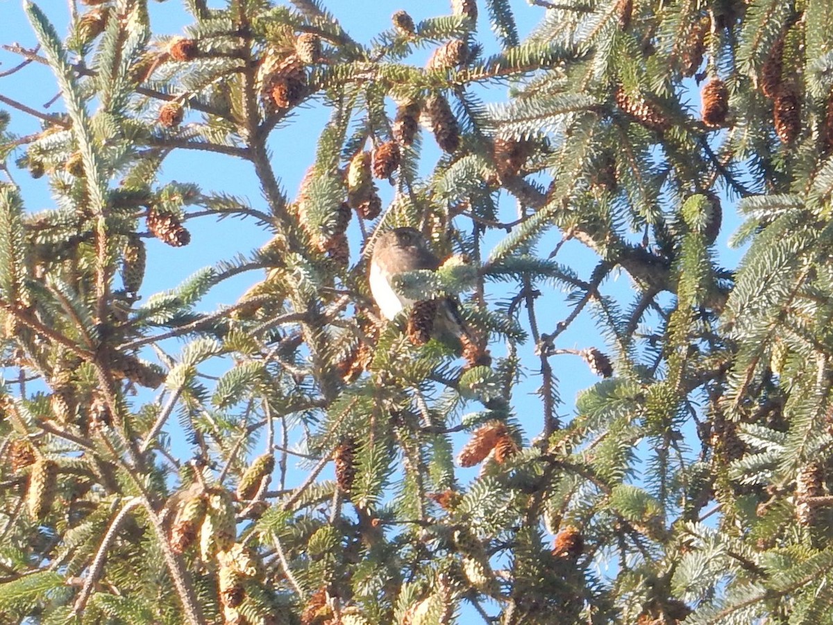 Northern Pygmy-Owl - ML610455807