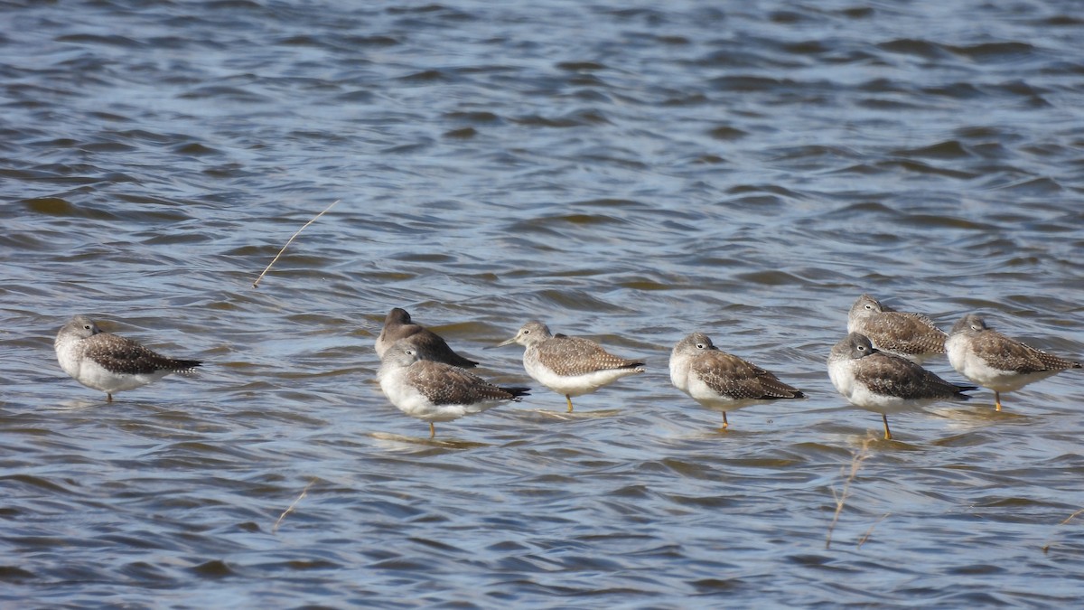 Greater Yellowlegs - ML610455840