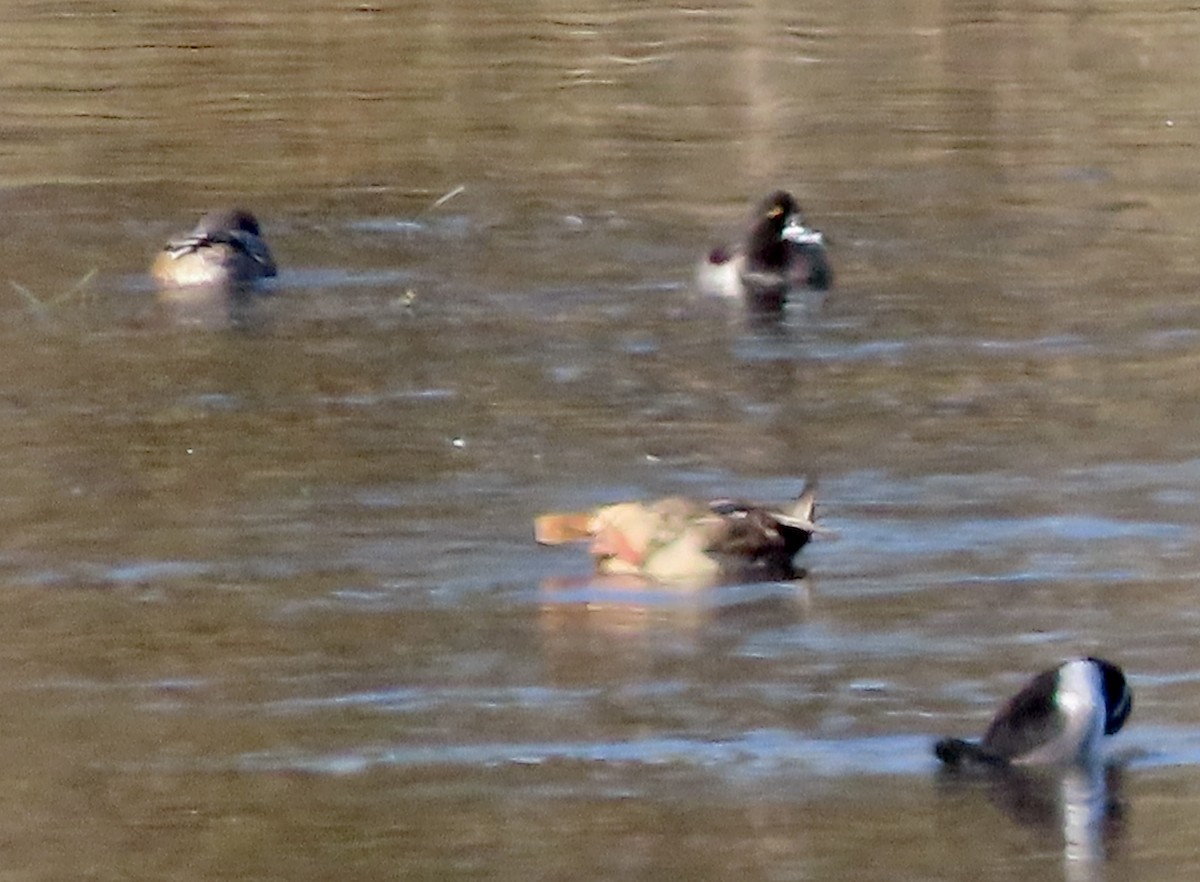 Ring-necked Duck - ML610455872