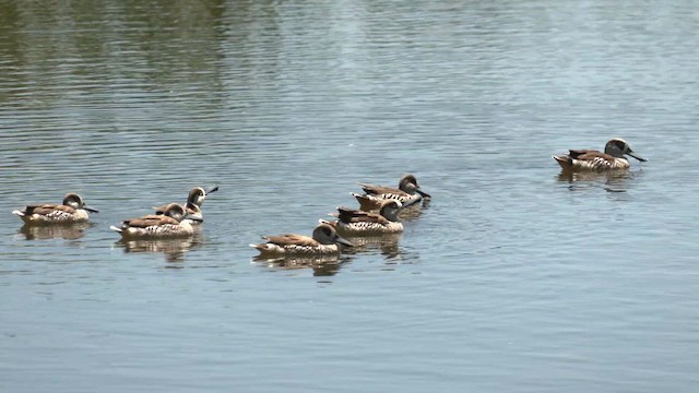 Pink-eared Duck - ML610456007