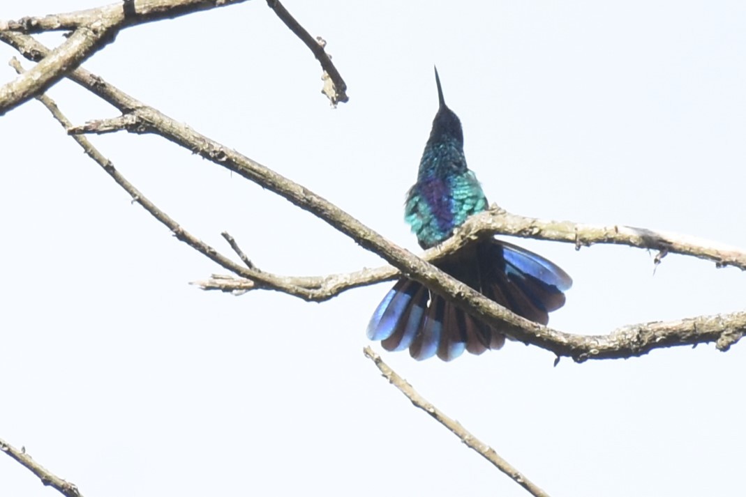 Colibrí Rutilante - ML610456015