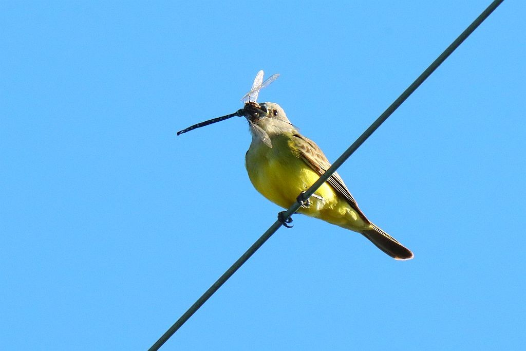 Tropical Kingbird - ML610456169