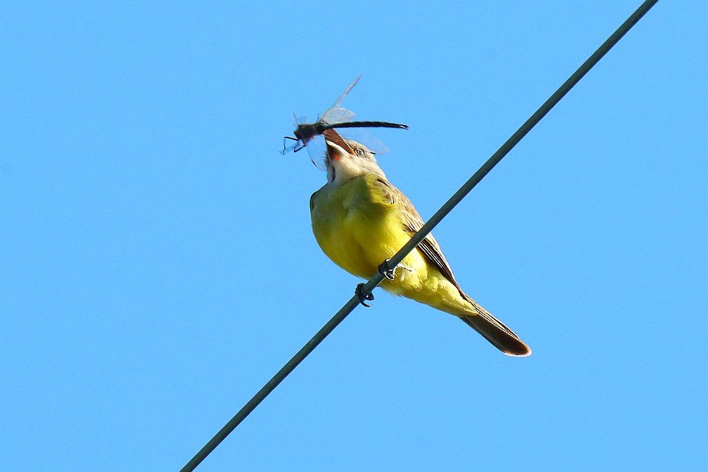 Tropical Kingbird - ML610456171