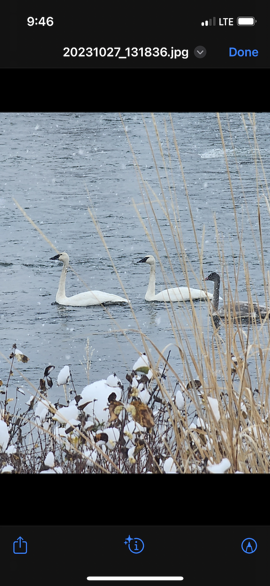 Trumpeter/Tundra Swan - ML610456200