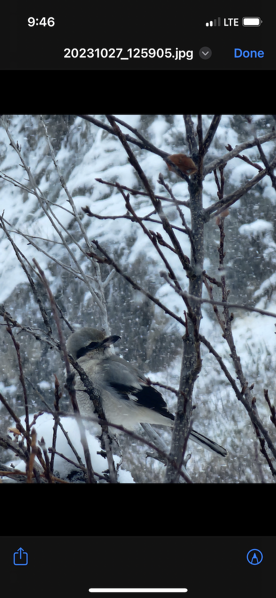 Northern Shrike - ML610456208