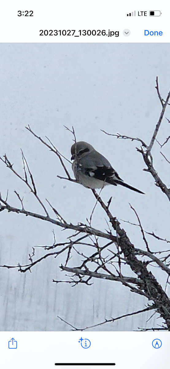 Northern Shrike - ML610456209
