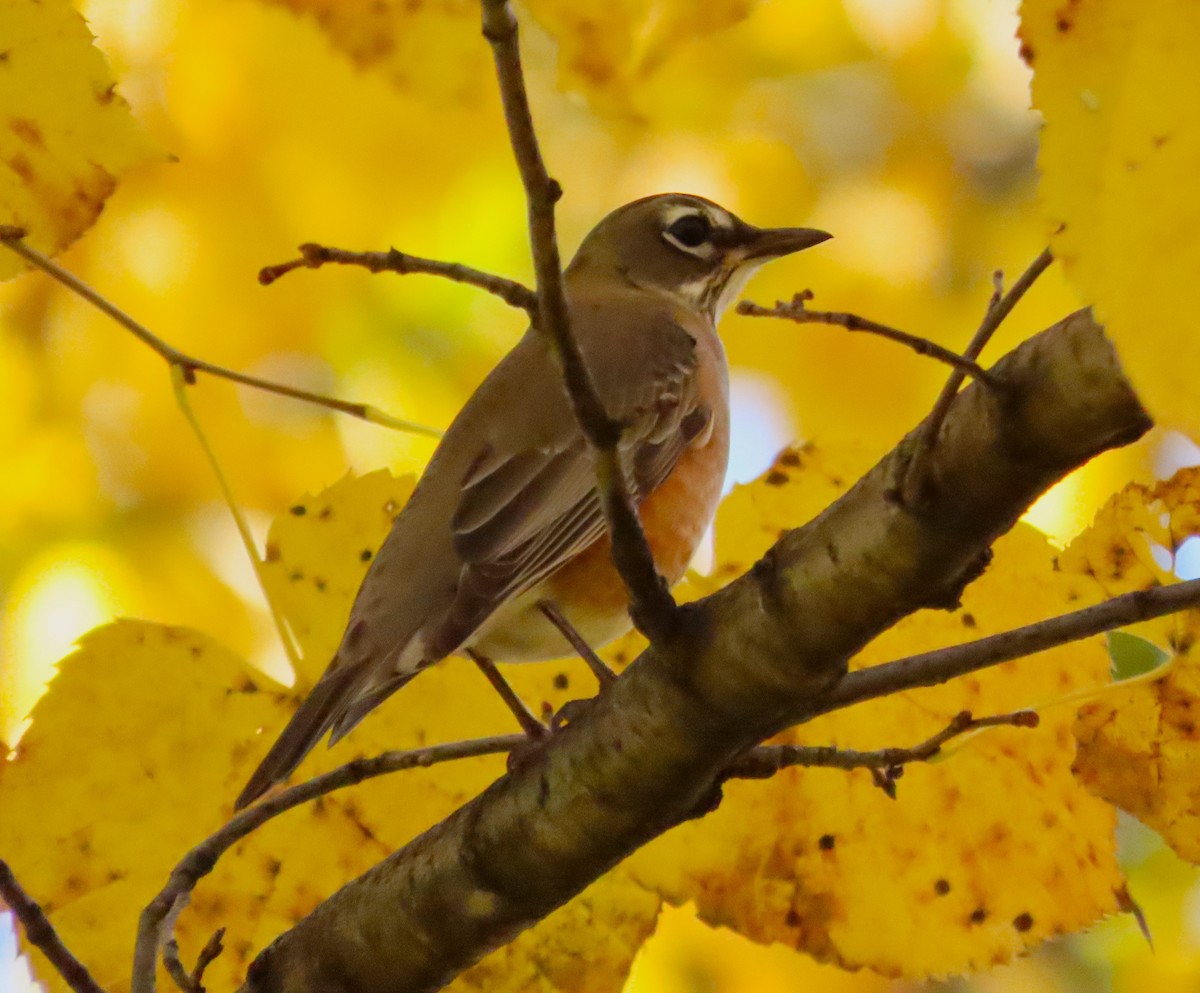 American Robin - ML610456243