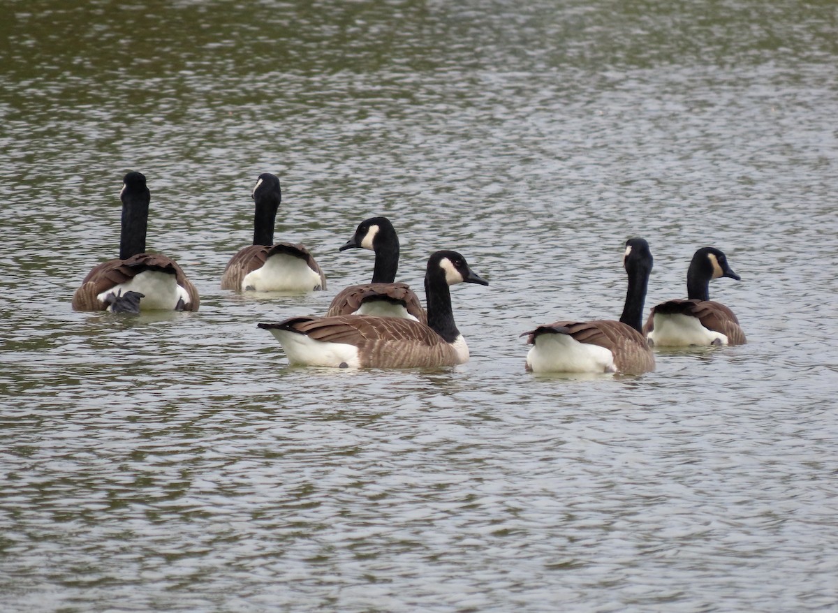 Canada Goose - ML610456367