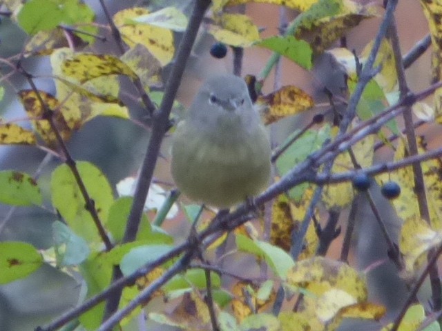 Orange-crowned Warbler - Hazem Alkhan