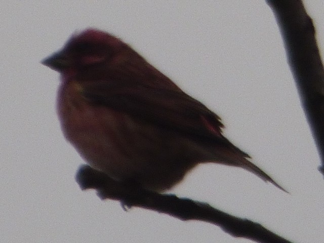 Purple Finch - Hazem Alkhan