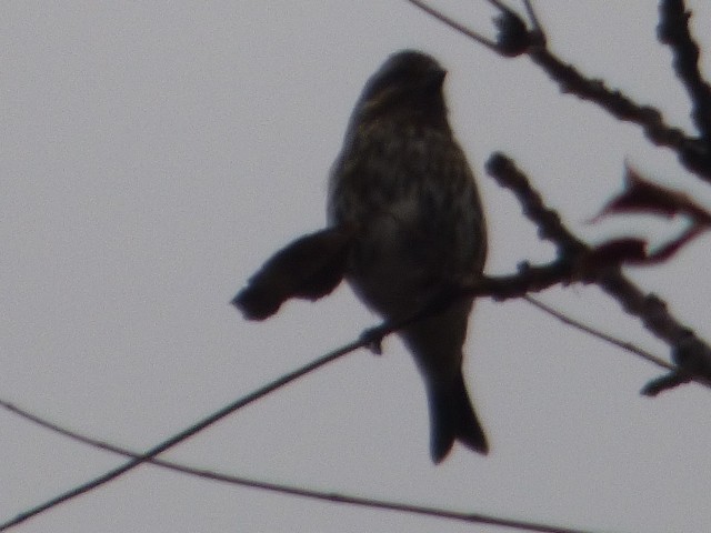 Purple Finch - ML610456411