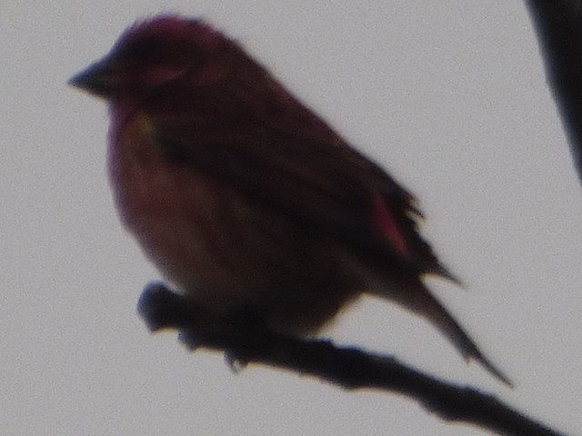 Purple Finch - Hazem Alkhan