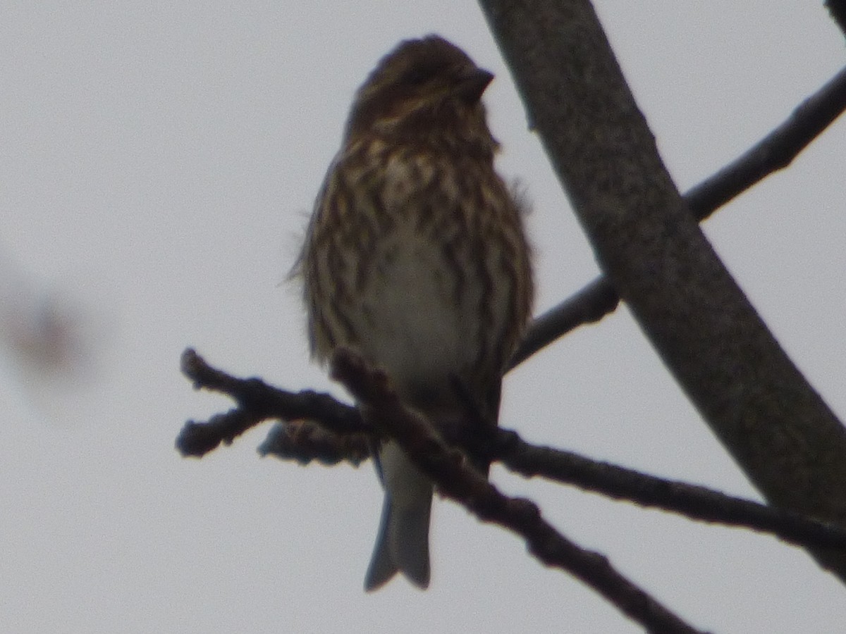 Purple Finch - ML610456413