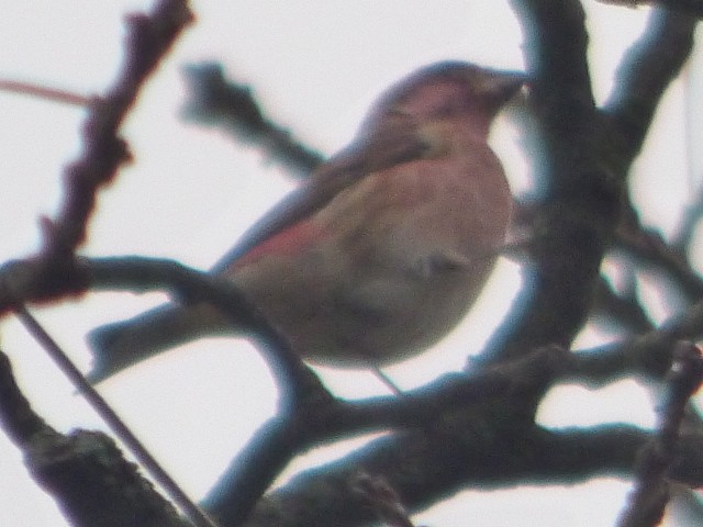 Purple Finch - Hazem Alkhan