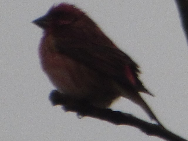 Purple Finch - Hazem Alkhan